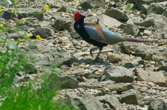 IMGP0795a