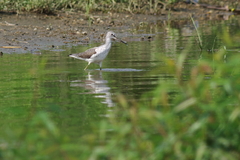 IMGP1590