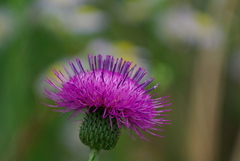IMGP4450a