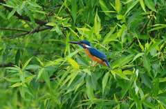 IMGP1286