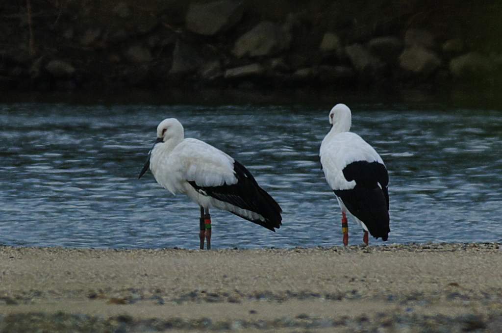 コウノトリ