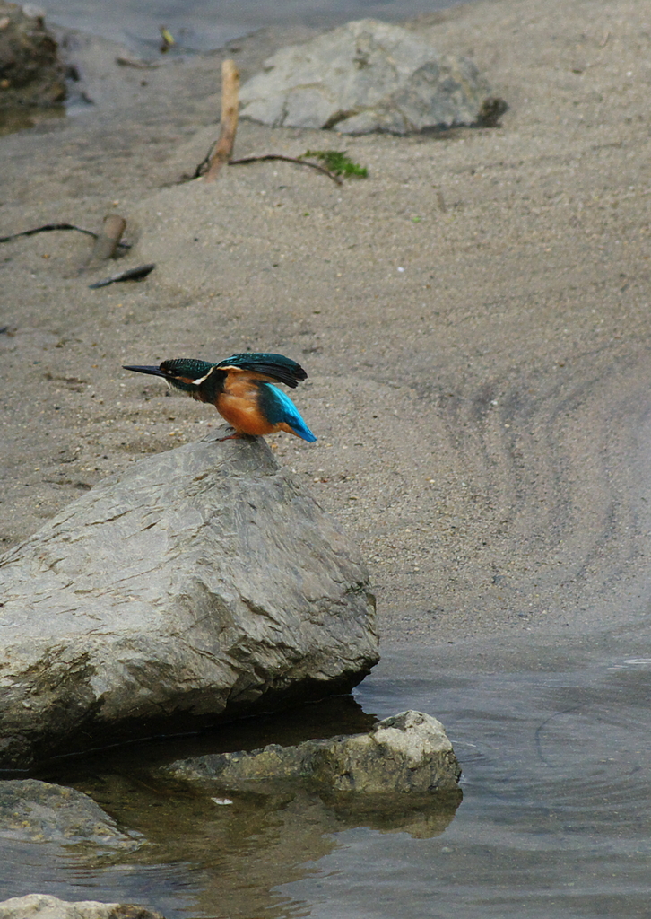 カワセミ