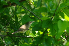 IMGP3371