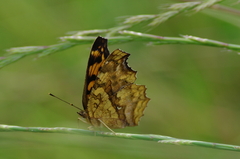 IMGP3714