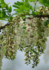 IMGP1086a