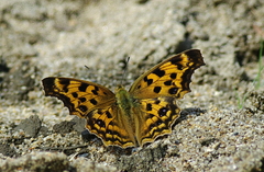 IMGP3453a