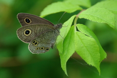 IMGP2522a