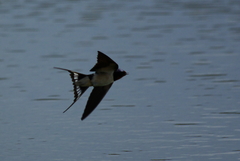 IMGP8546