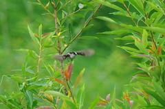 IMGP2561