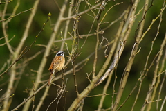 IMGP8590a