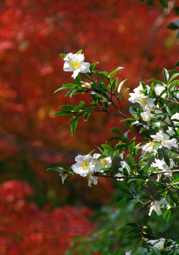 山茶花　白