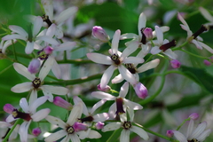 IMGP2446
