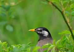 IMGP9979a