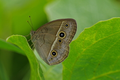 IMGP3578