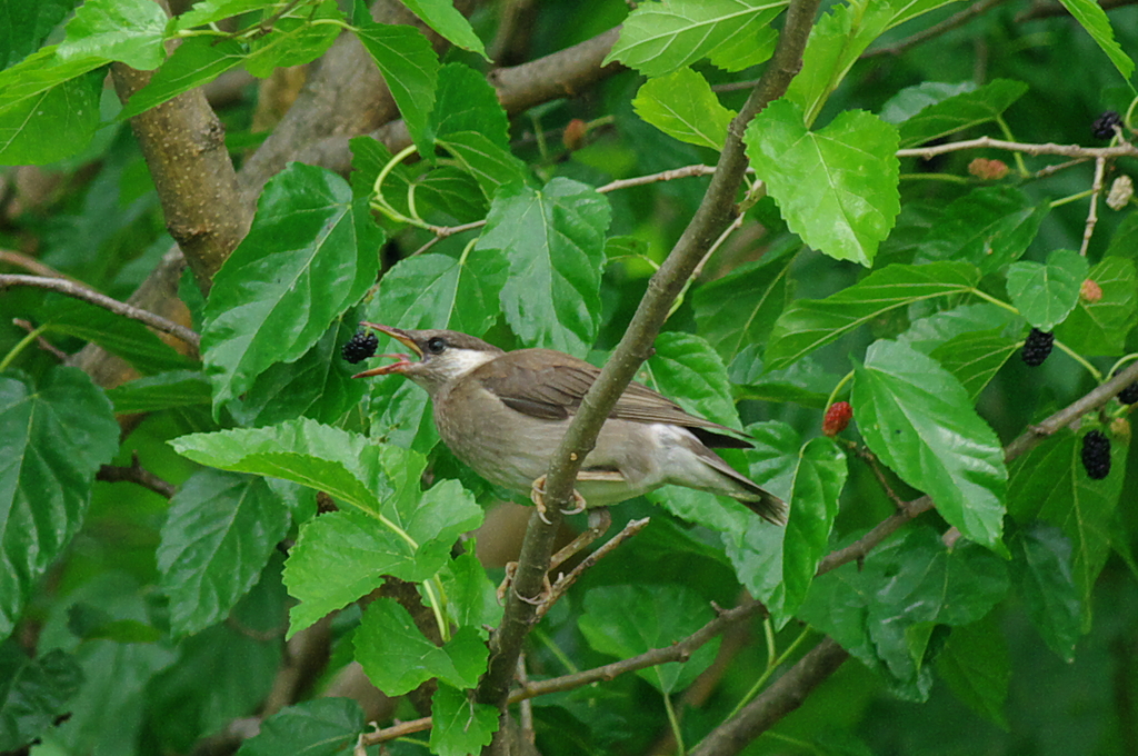 IMGP3698