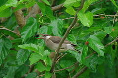 IMGP3698