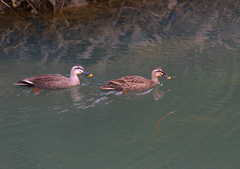 IMGP9109a