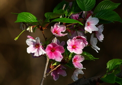 IMGP1705c