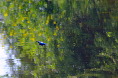 IMGP3270