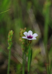 IMGP1513a