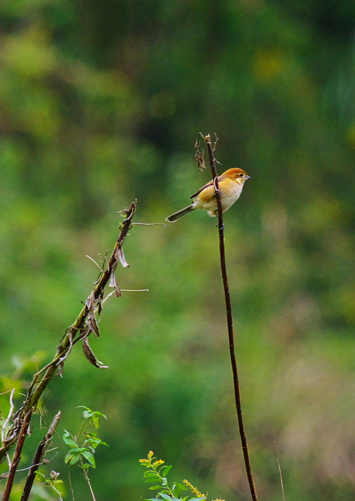 百舌　♀