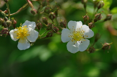 IMGP0099a