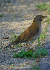 IMGP1700a