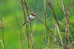 IMGP2551