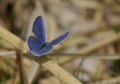 IMGP0775