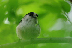 IMGP1118a