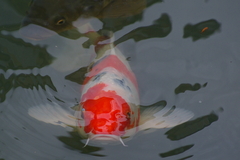 錦鯉