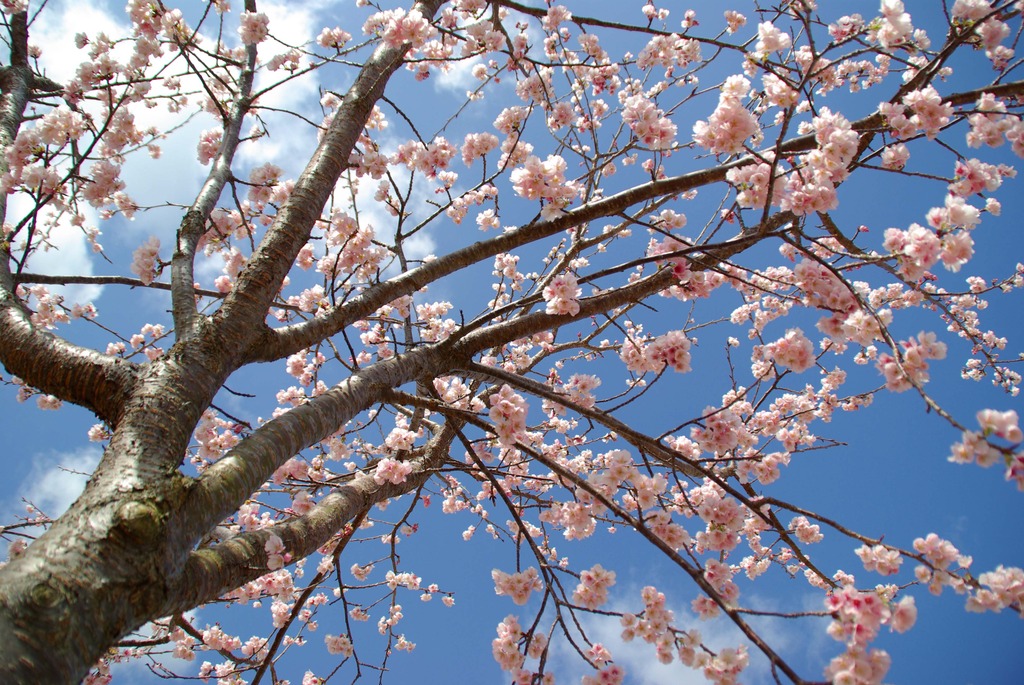 早咲き桜