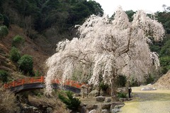 しだれ桜