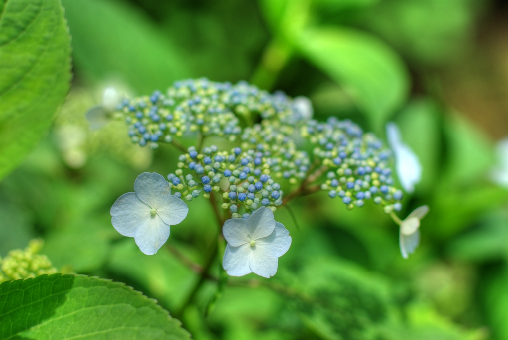 紫陽花