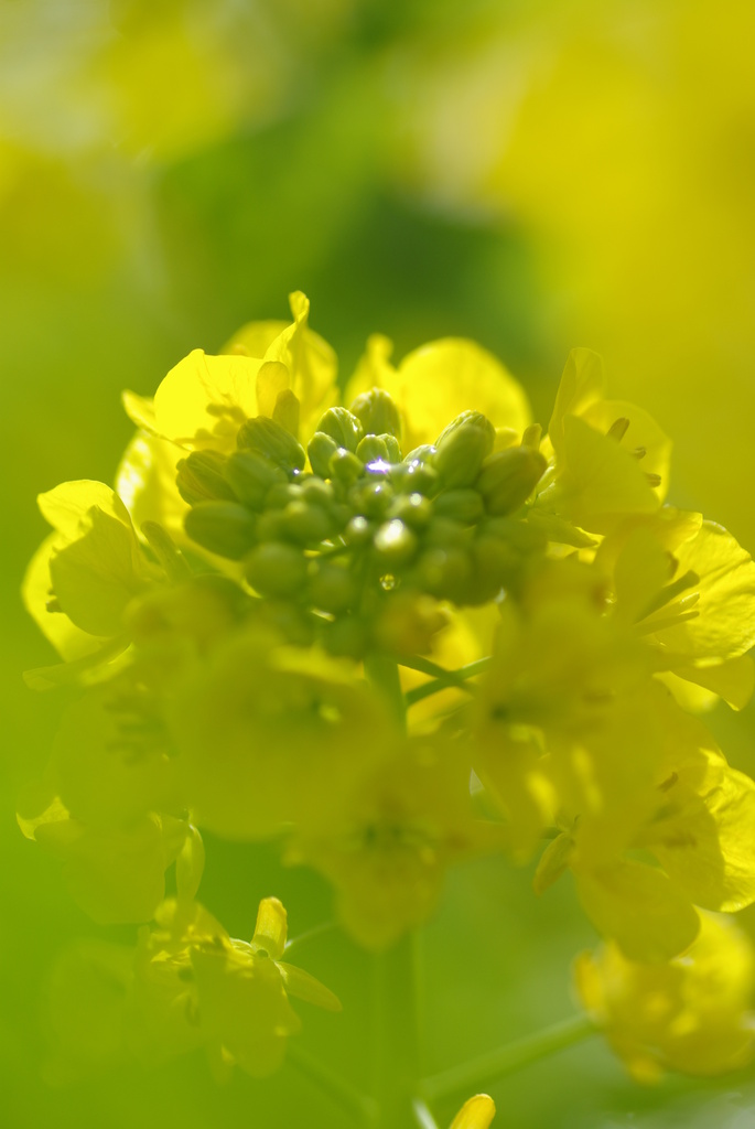 菜の花
