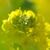 菜の花
