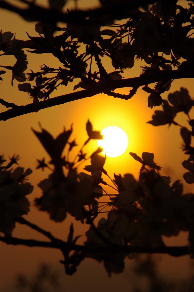 夕日に染まる桜