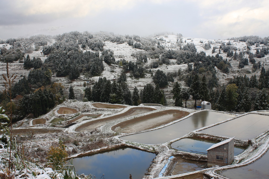 棚田　初雪　山古志