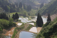 山古志の棚田