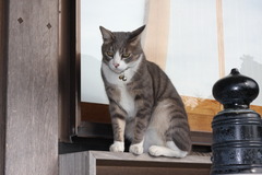 医泉寺 Ｐちゃん三世