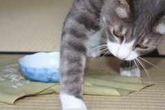 将棋名人　王手！！