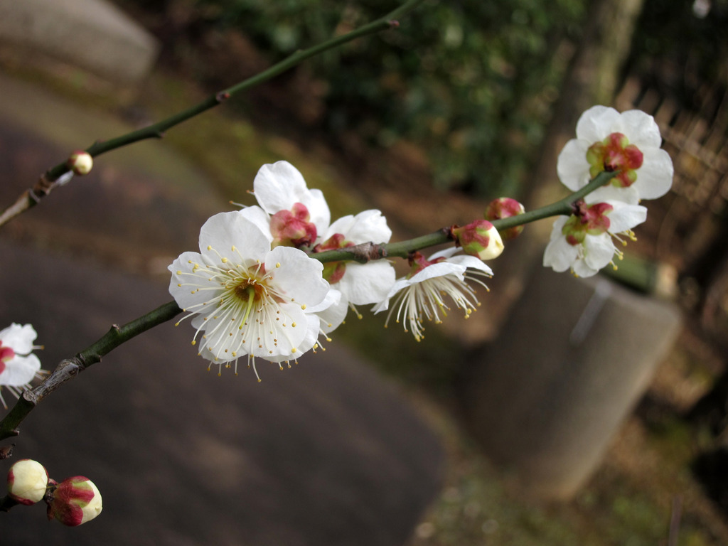 白梅