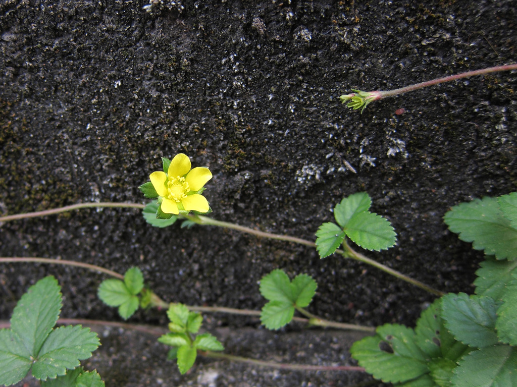 蛇いちごの花