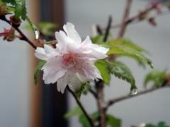 おしどり桜