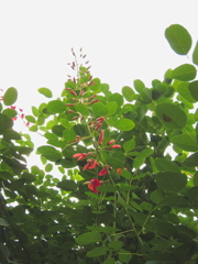 亜米利加梯梧の花