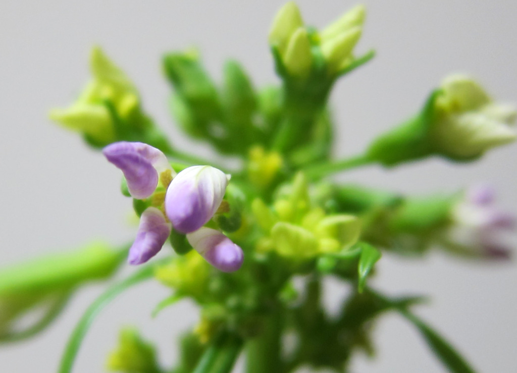 大根の花