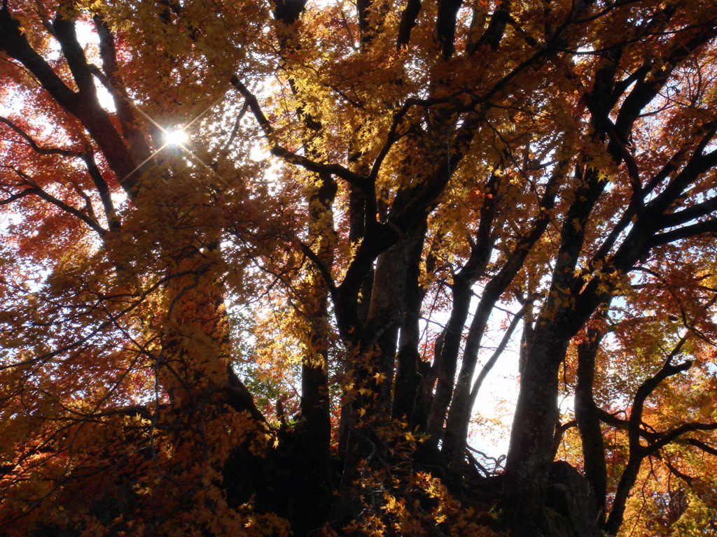 紅葉
