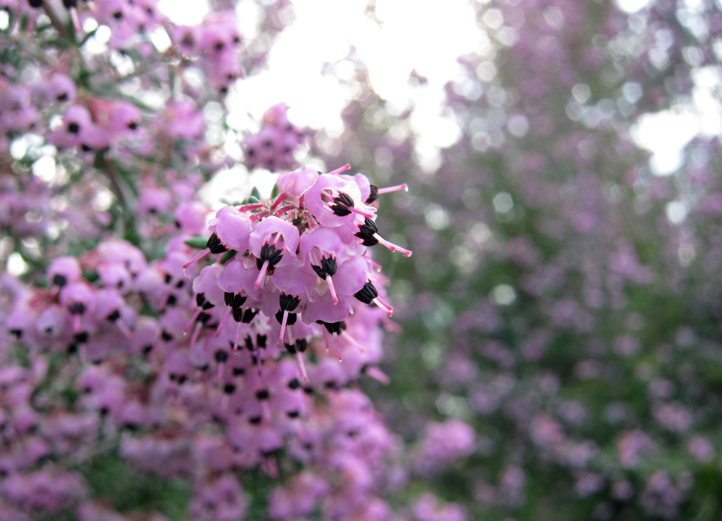 ピンクの花