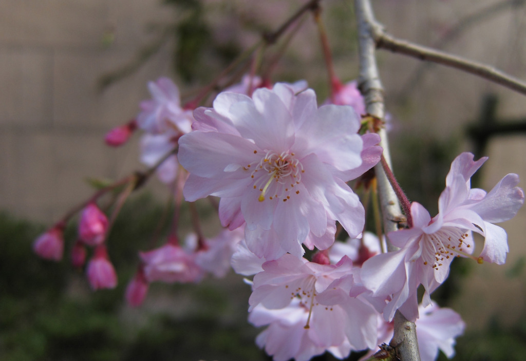 しだれ桜