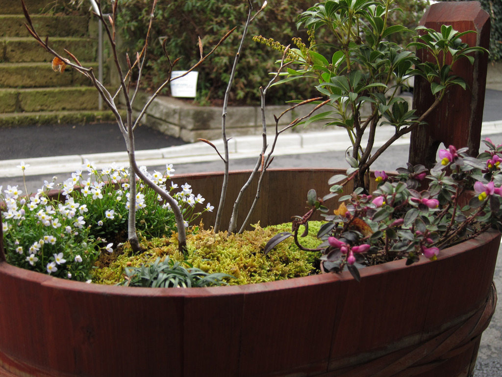 寄せ植え